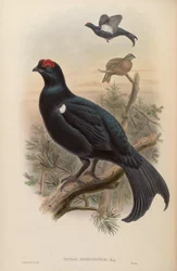 Caucasian Black Grouse